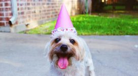 anniversaire pour chiens