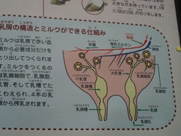 giappone5