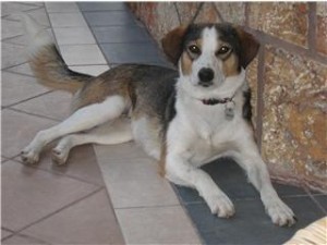 cani