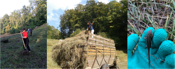 Forest management day in Rehalp Zurich