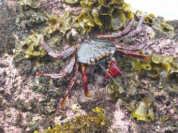 A red spitting crab