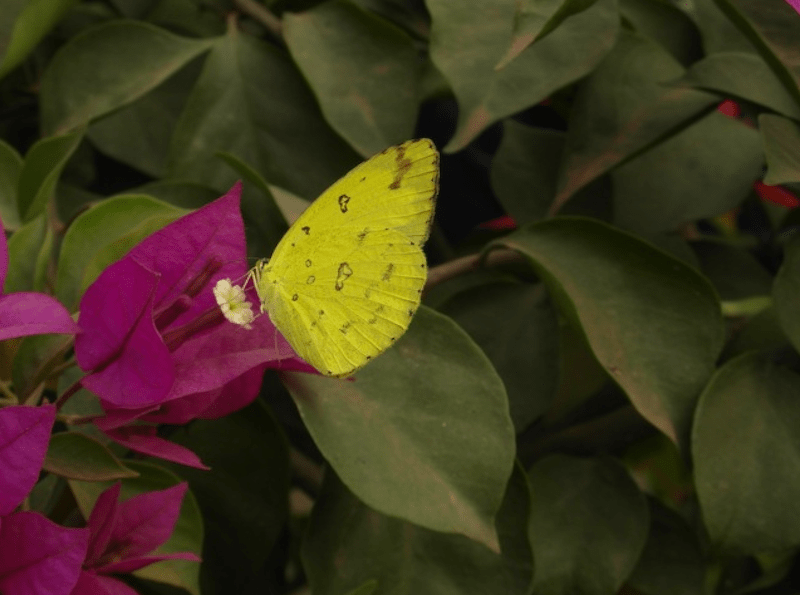 bangla butterflies