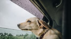 travelling with your dog