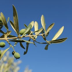 lettera palestina susana-bartolome--ZJ9fM0kgZM-unsplash 2